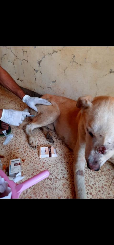 Ratunek dla 550 psów z piekła Egiptu